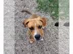 Basset Hound Mix DOG FOR ADOPTION RGADN-1388700 - Cricket - Basset Hound / Mixed