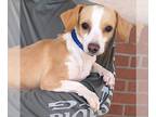 Dachshund Mix DOG FOR ADOPTION RGADN-1388706 - Whitney - Dachshund / Terrier /