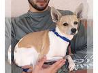 Jack Chi DOG FOR ADOPTION RGADN-1388708 - Wonder - Jack Russell Terrier /