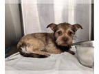 Cairn Terrier Mix DOG FOR ADOPTION RGADN-1388709 - Crockett * - Cairn Terrier /