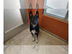 German Shepherd Dog-Siberian Husky Mix DOG FOR ADOPTION RGADN-1388712 - TETHER -