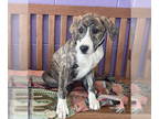 Australian Shepherd Mix DOG FOR ADOPTION RGADN-1388716 - **COCO** - Hound /