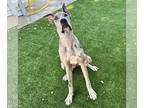 Great Dane DOG FOR ADOPTION RGADN-1388721 - Regan - Great Dane (short coat) Dog