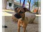 Boxer Mix DOG FOR ADOPTION RGADN-1388724 - *PAY'J - Boxer / Mixed (medium coat)