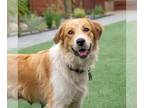 Gollie DOG FOR ADOPTION RGADN-1388725 - Tahoe - Golden Retriever / Collie /