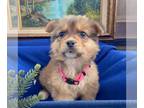 Collie Mix DOG FOR ADOPTION RGADN-1388726 - Tahoe Pup - Angora - Collie /