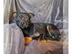 Rat-Cha DOG FOR ADOPTION RGADN-1388727 - Gentle Ms Gia - Ratachi - Rat Terrier /