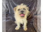 Border Terrier-Pug Mix DOG FOR ADOPTION RGADN-1388728 - Magical Lil Ms Minya ~