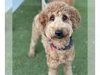 Miniature Labradoodle DOG FOR ADOPTION RGADN-1388739 - Snoodle - Adopted!