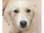 Spaniel Mix DOG FOR ADOPTION RGADN-1388745 - Gretel - Spaniel / Mixed Dog For