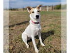 Beagle-Pointer Mix DOG FOR ADOPTION RGADN-1388746 - Allison - Pointer / Beagle /