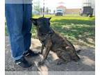 Mix DOG FOR ADOPTION RGADN-1388756 - Hazel - Located in Michigan - Dutch
