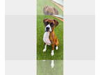Boxer DOG FOR ADOPTION RGADN-1388758 - Sophie II - Boxer Dog For Adoption