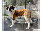 Saint Bernard DOG FOR ADOPTION RGADN-1388760 - Hunter - Saint Bernard Dog For