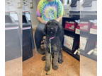 Poodle (Standard) DOG FOR ADOPTION RGADN-1388766 - Esmee - Poodle (Standard) Dog