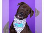 Labrottie DOG FOR ADOPTION RGADN-1388776 - Kobe - Rottweiler / Labrador