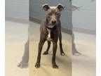 American Staffordshire Terrier DOG FOR ADOPTION RGADN-1388778 - SPRUCE -