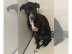 Labrador Retriever Mix DOG FOR ADOPTION RGADN-1388781 - DA 19 Bessie - Labrador