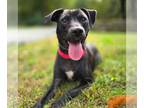 Labrador Retriever Mix DOG FOR ADOPTION RGADN-1388785 - Nancy Drew - Terrier /