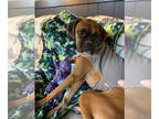 Boxer DOG FOR ADOPTION RGADN-1388787 - Penny - Boxer Dog For Adoption