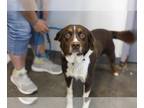 Bernese Mountain Dog Mix DOG FOR ADOPTION RGADN-1388789 - Phineas - Bernese