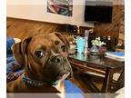 Boxer DOG FOR ADOPTION RGADN-1388790 - Chestnut - Boxer Dog For Adoption