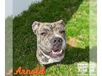 Affenpinscher Mix DOG FOR ADOPTION RGADN-1388791 - Arnold - Affenpinscher /