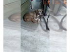 American Pit Bull Terrier DOG FOR ADOPTION RGADN-1388795 - Bud - Pit Bull