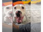 American Pit Bull Terrier Mix DOG FOR ADOPTION RGADN-1388798 - Cookie - Pit Bull