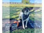 Rat Terrier Mix DOG FOR ADOPTION RGADN-1388808 - Russell - Rat Terrier / Mixed