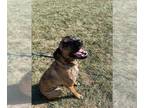 Black Mouth Cur DOG FOR ADOPTION RGADN-1388810 - KYRA - Black Mouth Cur (medium