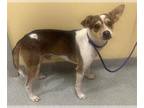 Parson Russell Terrier Mix DOG FOR ADOPTION RGADN-1388813 - KRAUSER - Parson