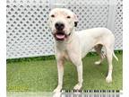 Dogo Argentino-Whippet Mix DOG FOR ADOPTION RGADN-1388829 - RANGER - Dogo