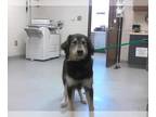 Collie Mix DOG FOR ADOPTION RGADN-1388836 - A415046 - Collie / Mixed (medium