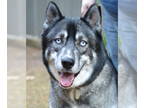 Siberian Husky DOG FOR ADOPTION RGADN-1388843 - Titan - Siberian Husky Dog For