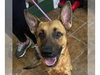 German Shepherd Dog Mix DOG FOR ADOPTION RGADN-1388847 - Shadow - German