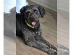 Labradoodle DOG FOR ADOPTION RGADN-1388850 - Sadie - Poodle (Standard) /