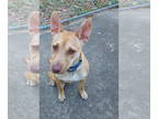 Feist Terrier Mix DOG FOR ADOPTION RGADN-1388853 - Birdie available 10/23 foster