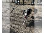 Australian Shepherd Mix DOG FOR ADOPTION RGADN-1388854 - Delta available 10/25 -