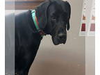 Great Dane DOG FOR ADOPTION RGADN-1388863 - Yvette - Great Dane Dog For Adoption