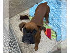 Boxer DOG FOR ADOPTION RGADN-1388871 - Luka - Boxer (short coat) Dog For
