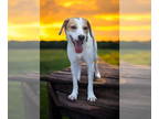 Beagle Mix DOG FOR ADOPTION RGADN-1388872 - Buddy Pawlly - Beagle / Mixed