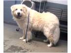 Great Pyrenees Mix DOG FOR ADOPTION RGADN-1388879 - MELLOW - Great Pyrenees /