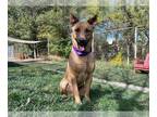 Shepradors DOG FOR ADOPTION RGADN-1388880 - JACK-O - Labrador Retriever / German