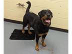 Rottweiler DOG FOR ADOPTION RGADN-1388881 - MYERS - Rottweiler (medium coat) Dog