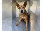 American Staffordshire Terrier-Carolina Dog Mix DOG FOR ADOPTION RGADN-1388887 -