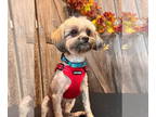 American Staffordshire Terrier-Shih Tzu Mix DOG FOR ADOPTION RGADN-1388890 -
