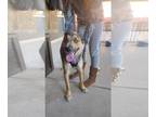 Huskies Mix DOG FOR ADOPTION RGADN-1388891 - Found stray: Beckett - Husky /