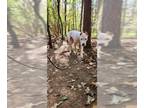 Dogo Argentino DOG FOR ADOPTION RGADN-1388893 - NYLA - Dogo Argentino (medium