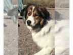 Great Pyrenees-Saint Bernard Mix DOG FOR ADOPTION RGADN-1388903 - Winston -